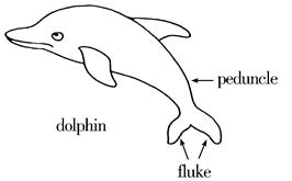  "Can You Have a Dolphin as a Pet? Exploring the Legal, Ethical, and Practical Aspects of Dolphin Ownership"