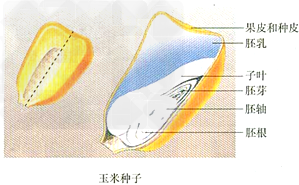 种子的结构和功能:     由种皮,胚和胚乳三部分组成