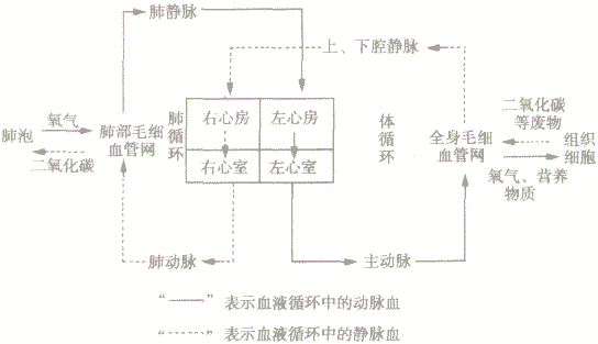 体动脉内流静脉血