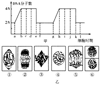 下图为某学生所绘制的植物细胞分裂过程中染色体行为的简图 其中不正确的是 A B C D